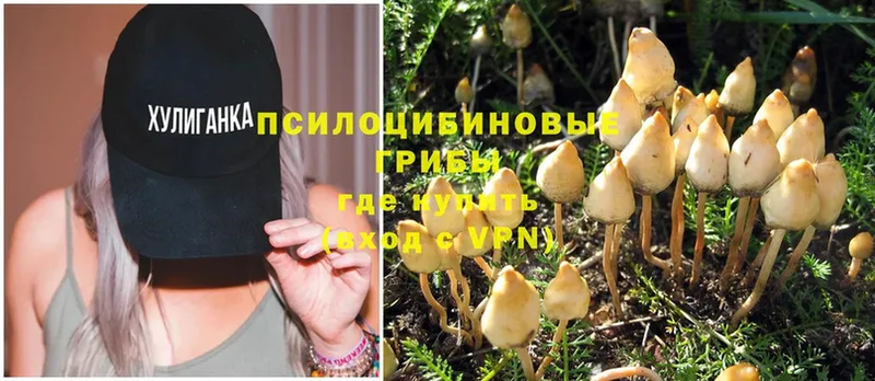 Галлюциногенные грибы Magic Shrooms  купить  сайты  MEGA   Аша 